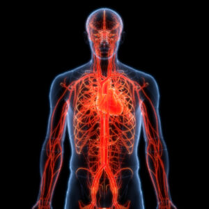 Vascular, Arteries